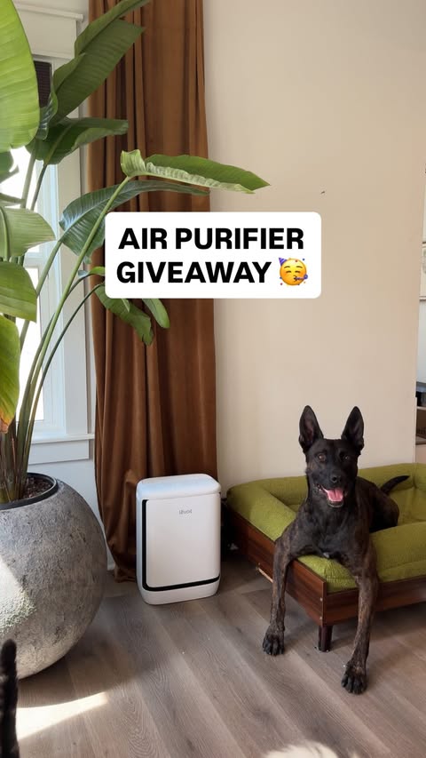 Instagram post by @dear.fig for Levoit. Caption reads: [...] 🥳💗 GIVEAWAY! 🐾 I’m teaming up with....