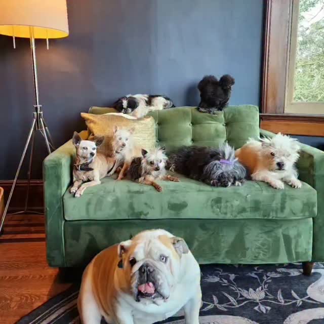 Instagram post by @wolfgang2242 for The Farmer's Dog. Caption reads: #thefarmersdog #tfdpartner.