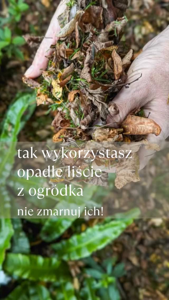 Instagram post by @poprostuposadz for RYOBI Tools. Caption reads: [...] liście ze sprzętami od @ryobitoolspl z....