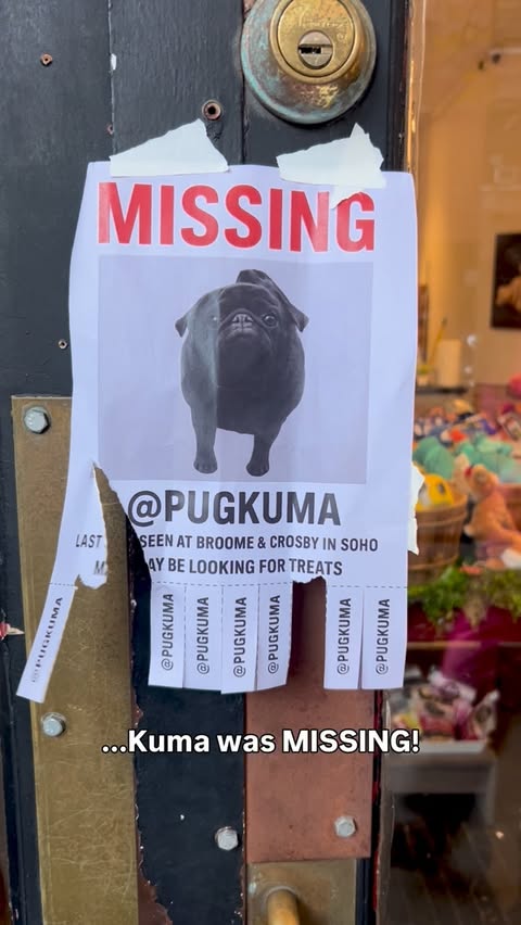 Instagram post by @pugkuma for Ring. Caption reads: Kuma goes MISSING! Found by Ring's Search Party....