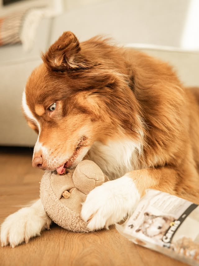 Instagram post by @mrzacktheredtriaussie for Lambwolf. Caption reads: [...] snackies. Products: ✩“Guu ” Medium |....