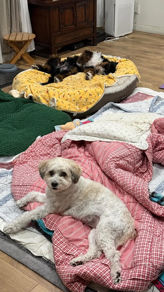 Instagram post by @ahnestkitchen for Open Farm Pet. Caption reads: [...] footsteps, starting with @openfarmpet’s....