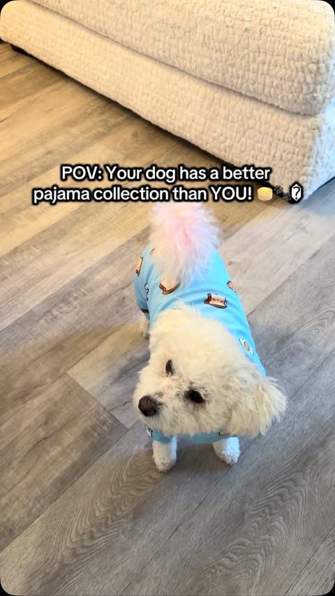 Instagram post by @alythebichon for Spark Paws. Caption reads: [...] Princess Aly is modeling her adorable Spark....