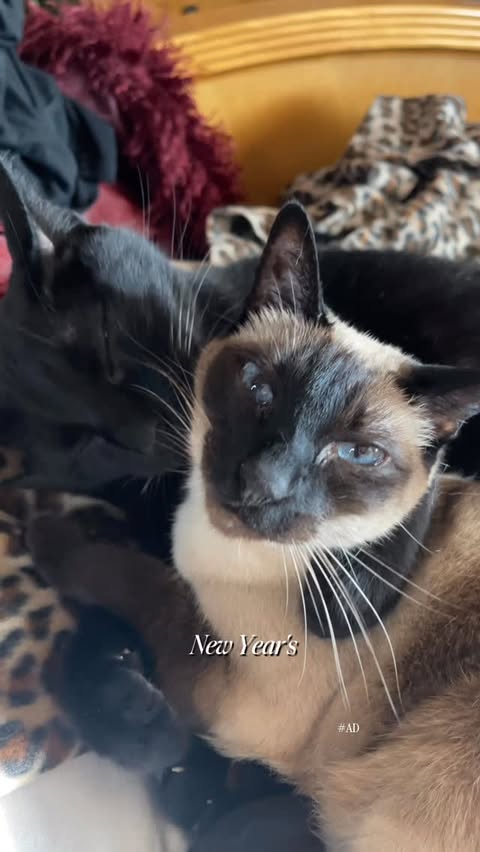 Instagram post by @margarita for PetSnowy. Caption reads: [...] Automatic #selfcleaninglitterbox from....