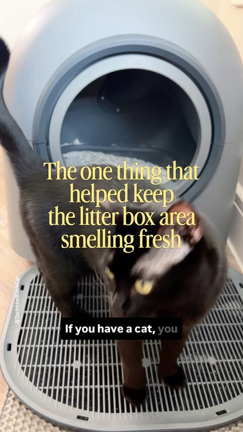 Instagram post by @tachitheblackcat for Uahpet. Caption reads: [...] mean your home has to smell like one!....