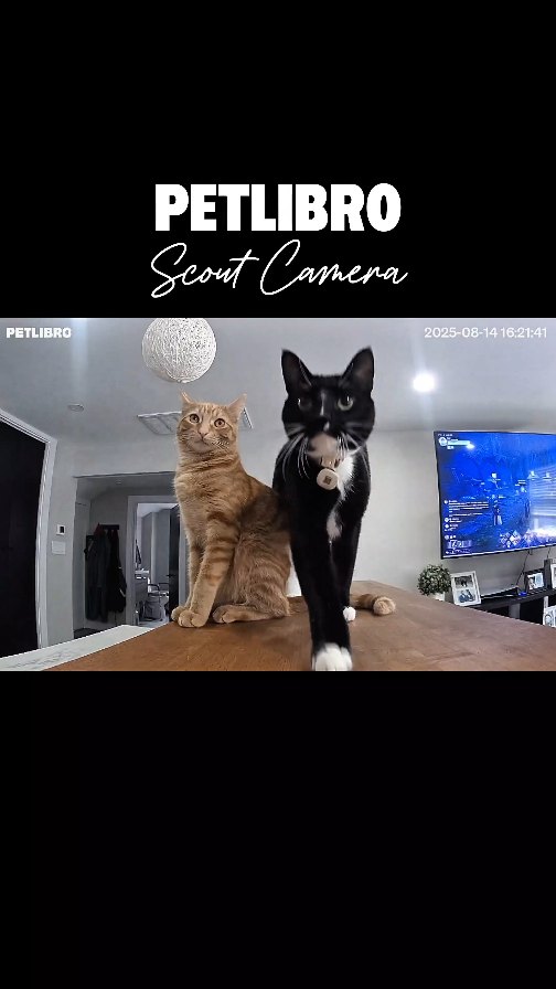 Instagram post by @itscookie.cat for Petlibro. Caption reads: Comment 'Scout' for a DM with the links....