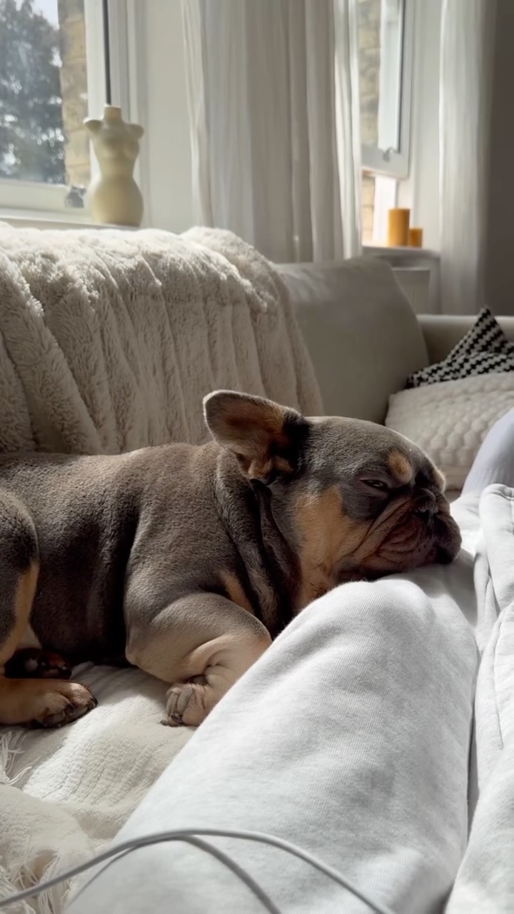 Instagram post by @millyandtanki for Pooch and Mutt. Caption reads: my baby is in his balanced boy era✨
if you’ve ever....