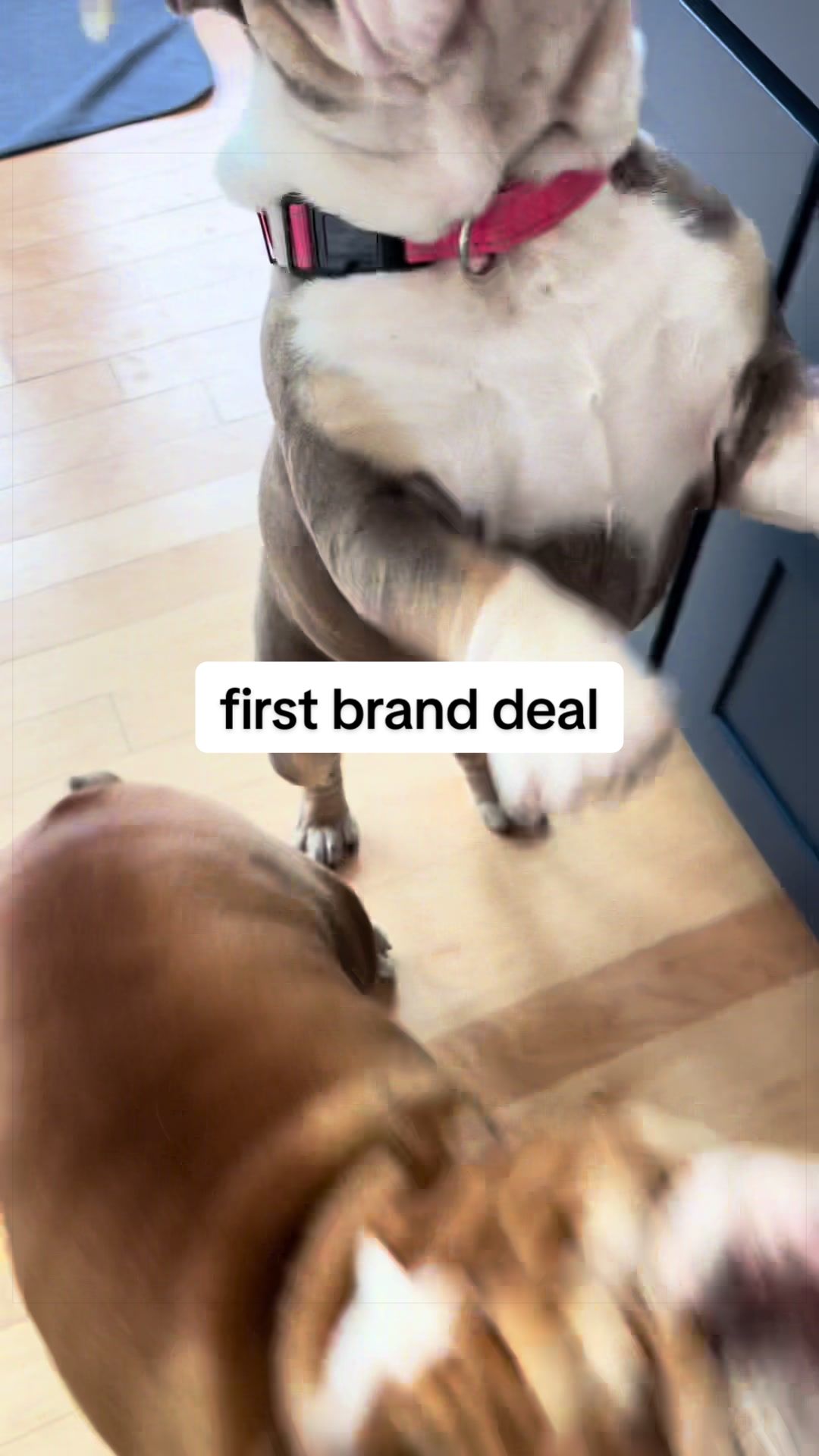TikTok post by @hankandlucybulldogs for Angry Orange. Caption reads: [...] @Blue Buffalo @Dog is Human @Petco @Angry....