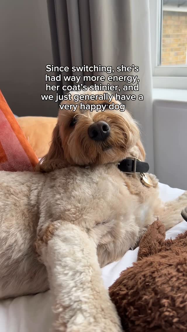 Instagram post by @isladoodlebear for Butternut Box. Caption reads: Feeding Isla properly is all part of giving her....