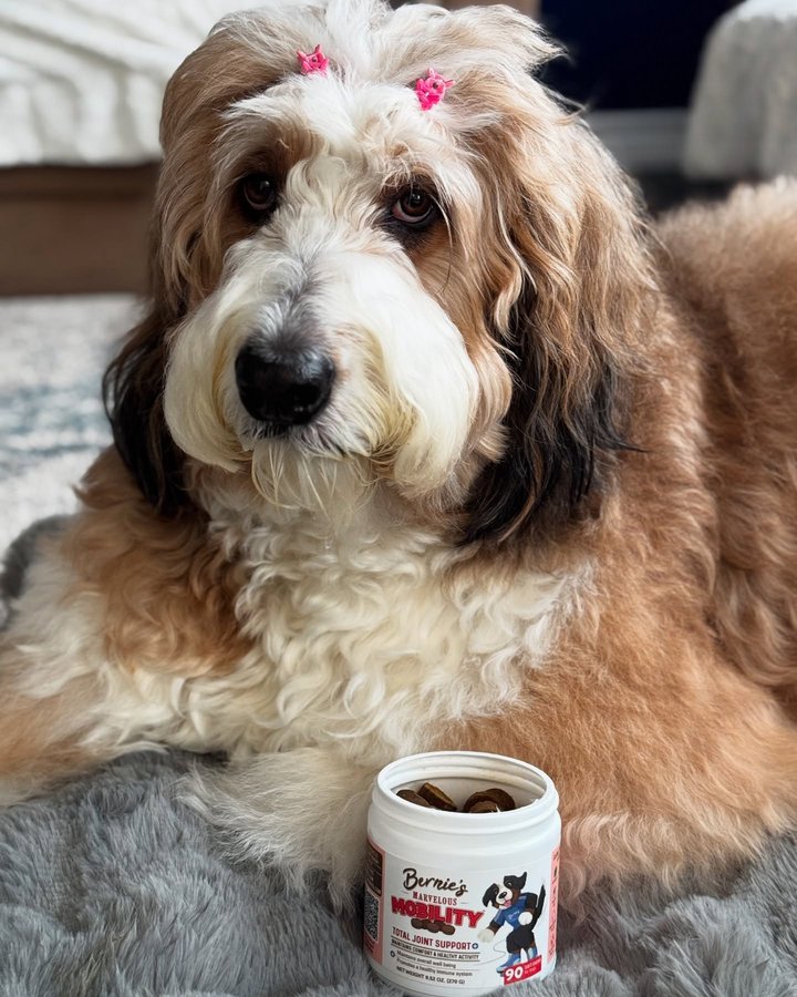 Instagram post by @bernedoodleworld_nalaskingdom for Bernie's Best. Caption reads: I am a 4 year old with a very active life and our....