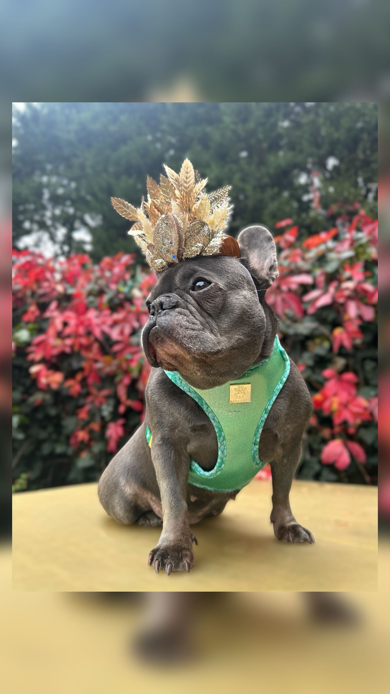 Instagram post by @marni_frenchie for Paw Couture. Caption reads: [...] new Fantasy Deluxe Harness from....