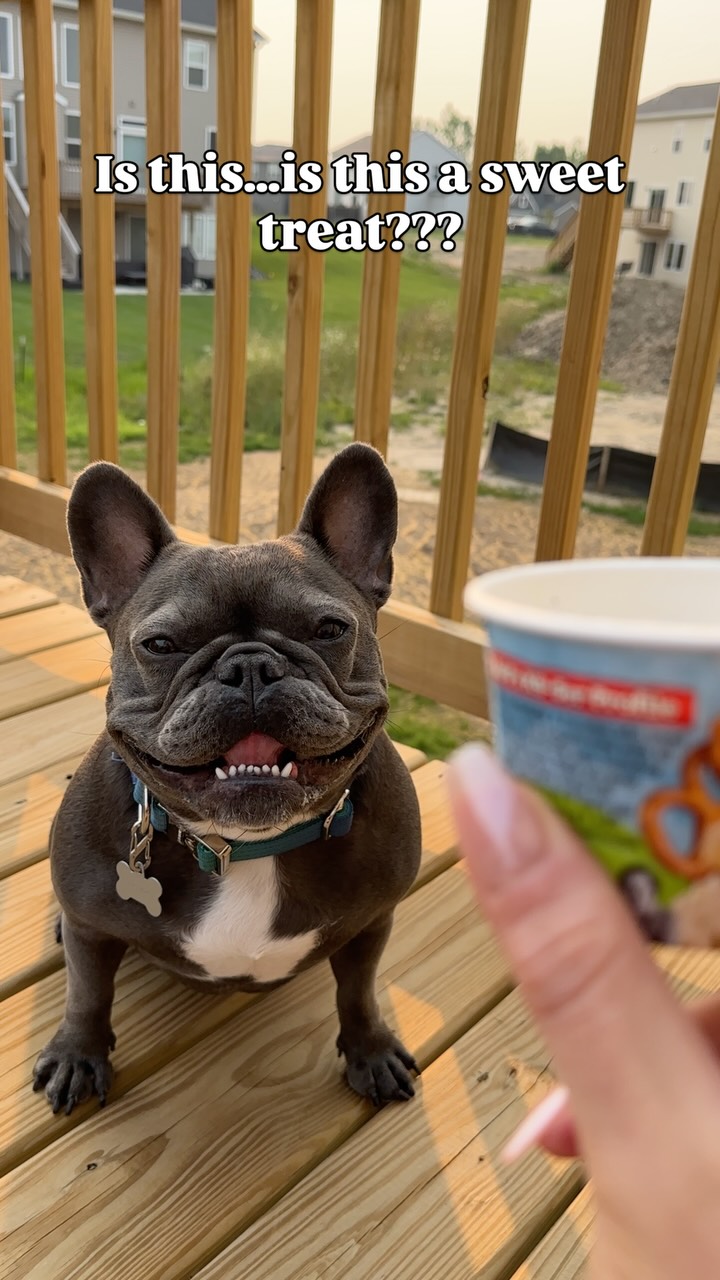 Instagram post by @snackpackthefrenchie for Spark Paws. Caption reads: [...] she calls “spoiling” me. Collar by....