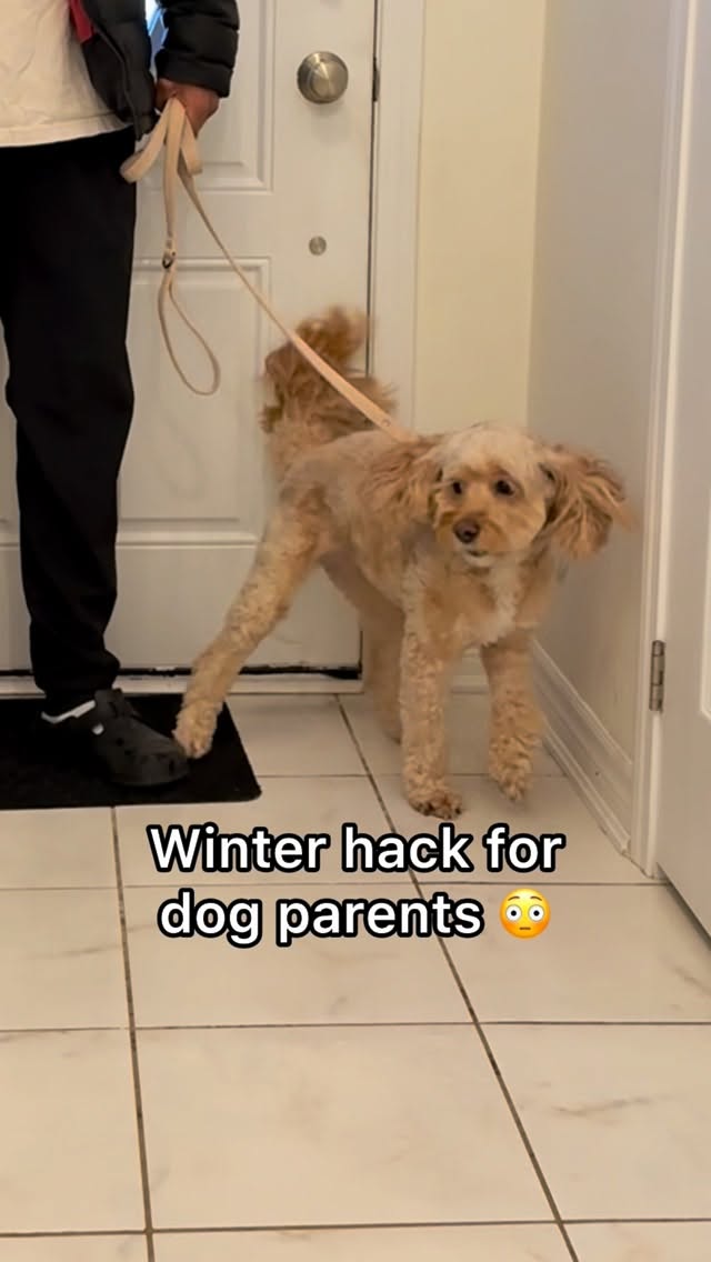 Instagram post by @lunatheminicockapoo for Earth Rated. Caption reads: [...] you wish you knew sooner 😅 These....