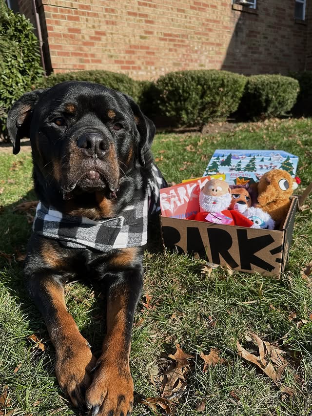 Instagram post by @touriholmes for BarkBox. Caption reads: [...] when you subscribe to a multi-month BarkBox....