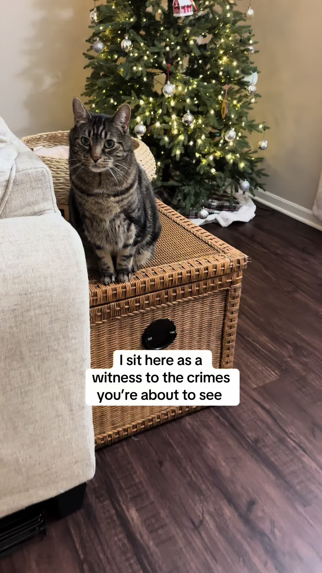 TikTok post by @mrmilothechonk for Ornament Anchor. Caption reads: [...] saved in Milo’s house all thanks to....