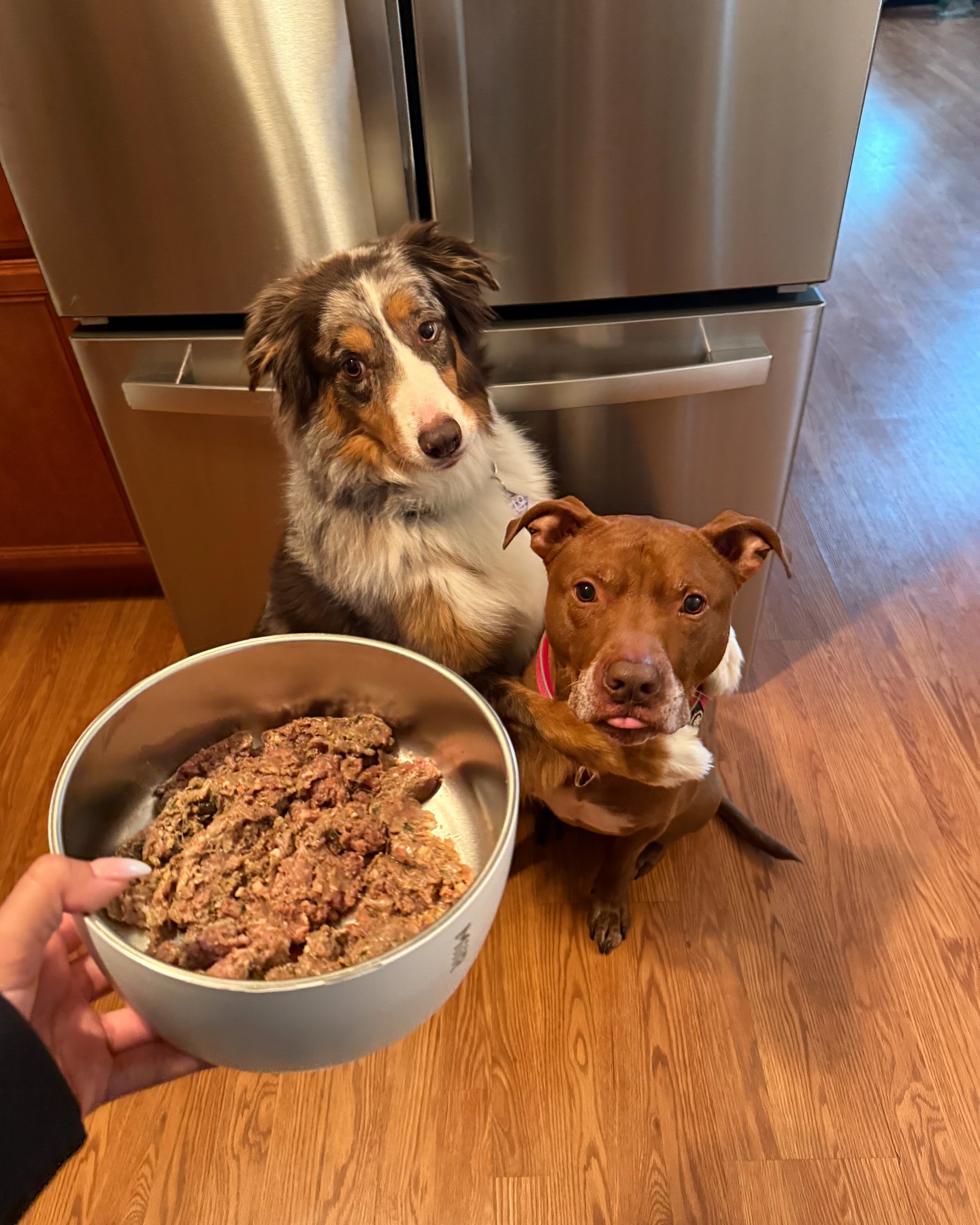 Instagram post by @cozynthewild for Darwin's Natural Pet Products. Caption reads: @darwinspetfood for two please 😋 #ad 

My dogs....