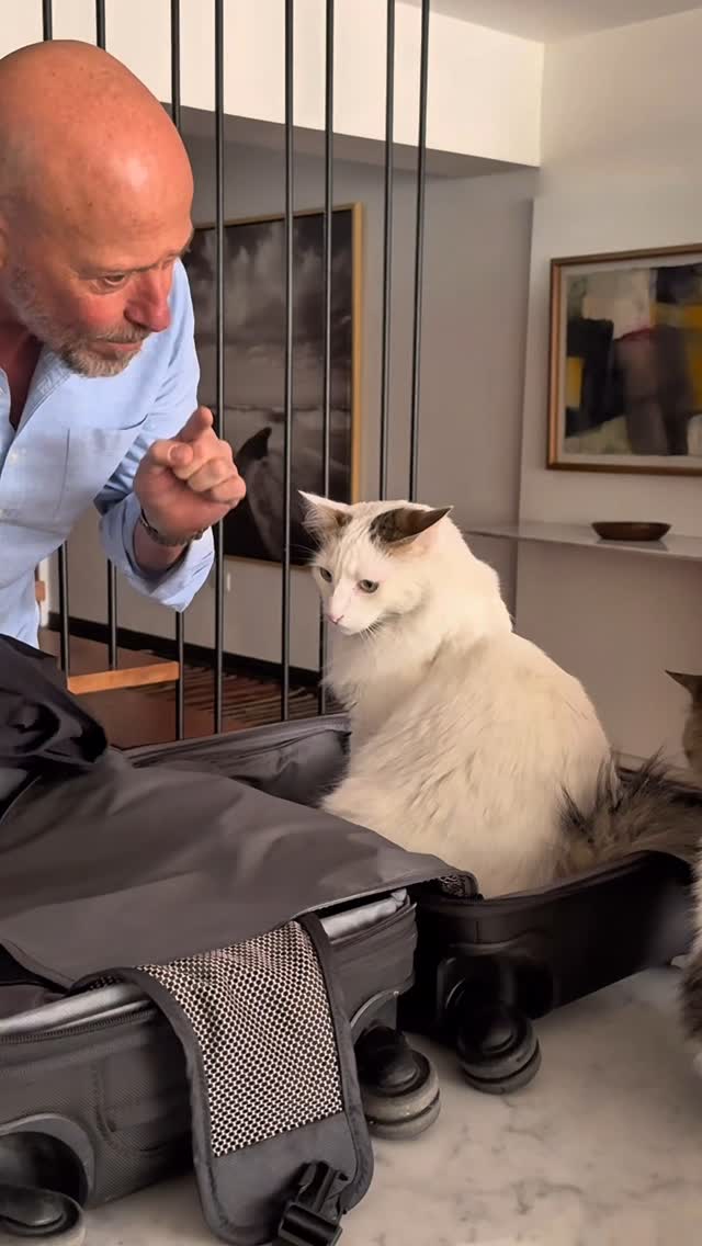 Instagram post by @diegotrujillo for Nutriss Cat Lovers. Caption reads: [...] ellos te nutren la vida. @nutrisscatlovers....