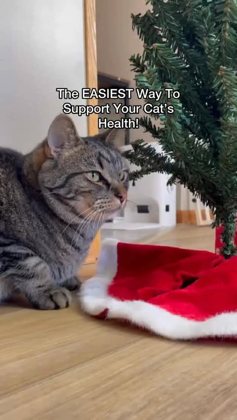 Instagram post by @chipthemanx for NaturVet. Caption reads: [...] you do it! 😺 

We have teamed up with....