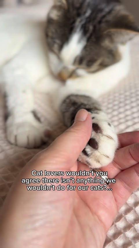 Instagram post by @lady.lola.and.her.boys for Litter-Robot by Whisker. Caption reads: Cat lovers wouldn’t you agree there isn’t anything....