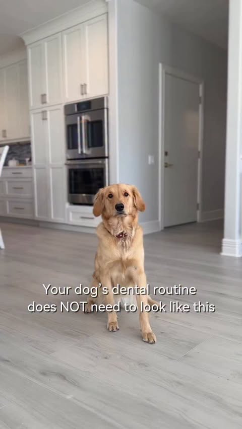 Instagram post by @itsnalathegoldenretriever for Natural Dog Company. Caption reads: Brushing has never been easier with....