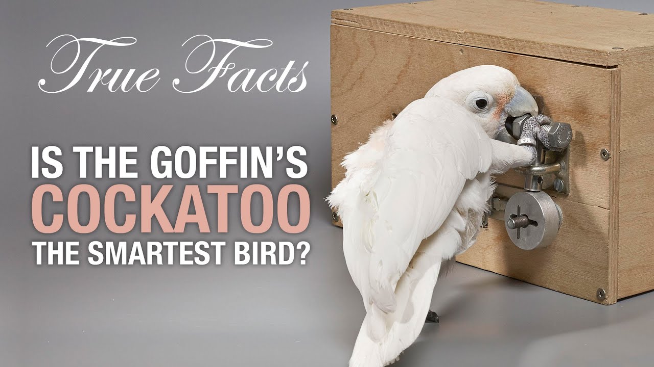 YouTube post by @zefrank for Brilliant.org. Caption reads: True Facts: Is The Goffin's Cockatoo The Smartest....