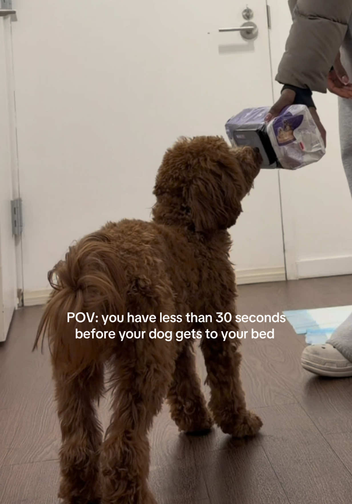 TikTok post by @duh.mayaaa for HICC Pet. Caption reads: we don’t do dirty paws over here 😭 @HICC Pet US....