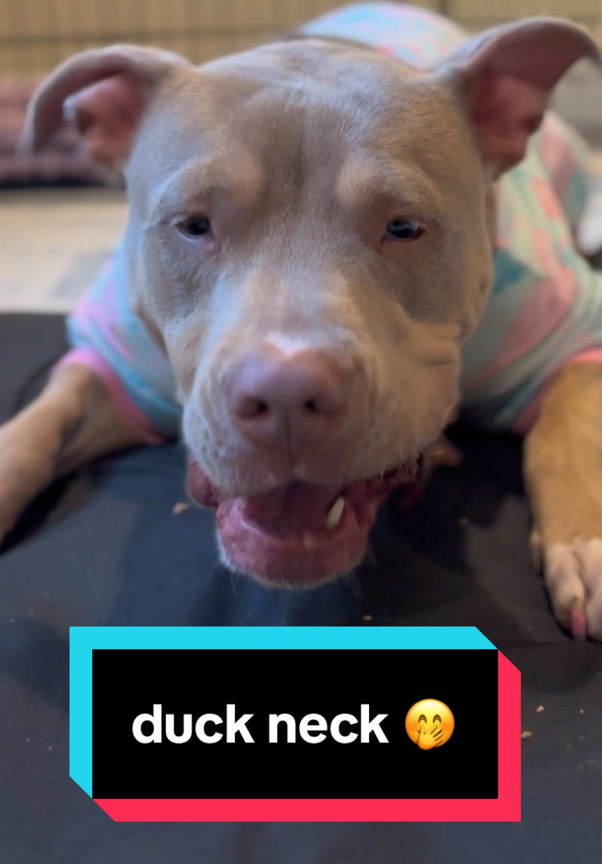 TikTok post by @misspattythestaffy for King Lou. Caption reads: but if a human did this…just no @King Lou ....