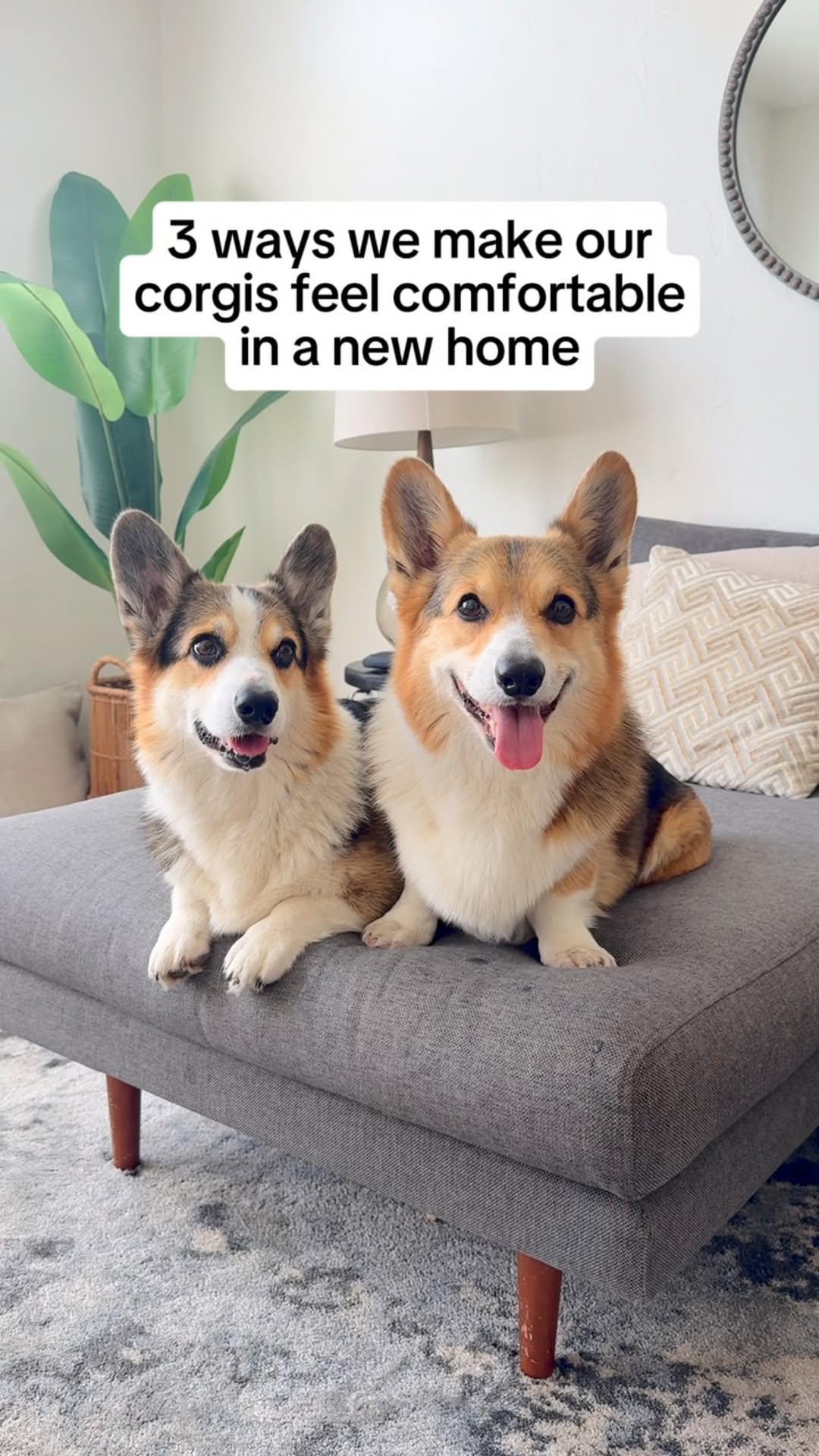 Instagram post by @bradythecorgi for Lesure Pet. Caption reads: [...] makes all the difference! The new @lesurepet....