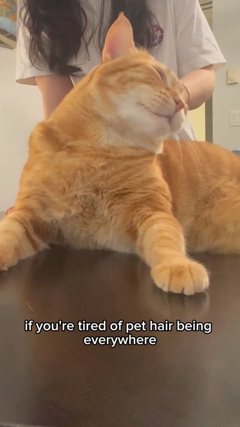 Instagram post by @orange_tabby_chicken for PetSnowy. Caption reads: [...] VAC Pro Wireless Vacuum for Pets by....
