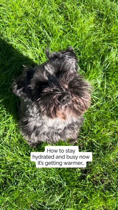 Instagram post by @its_little_eddy for Scrumbles. Caption reads: [...] busy now it’s getting warmer, staring....