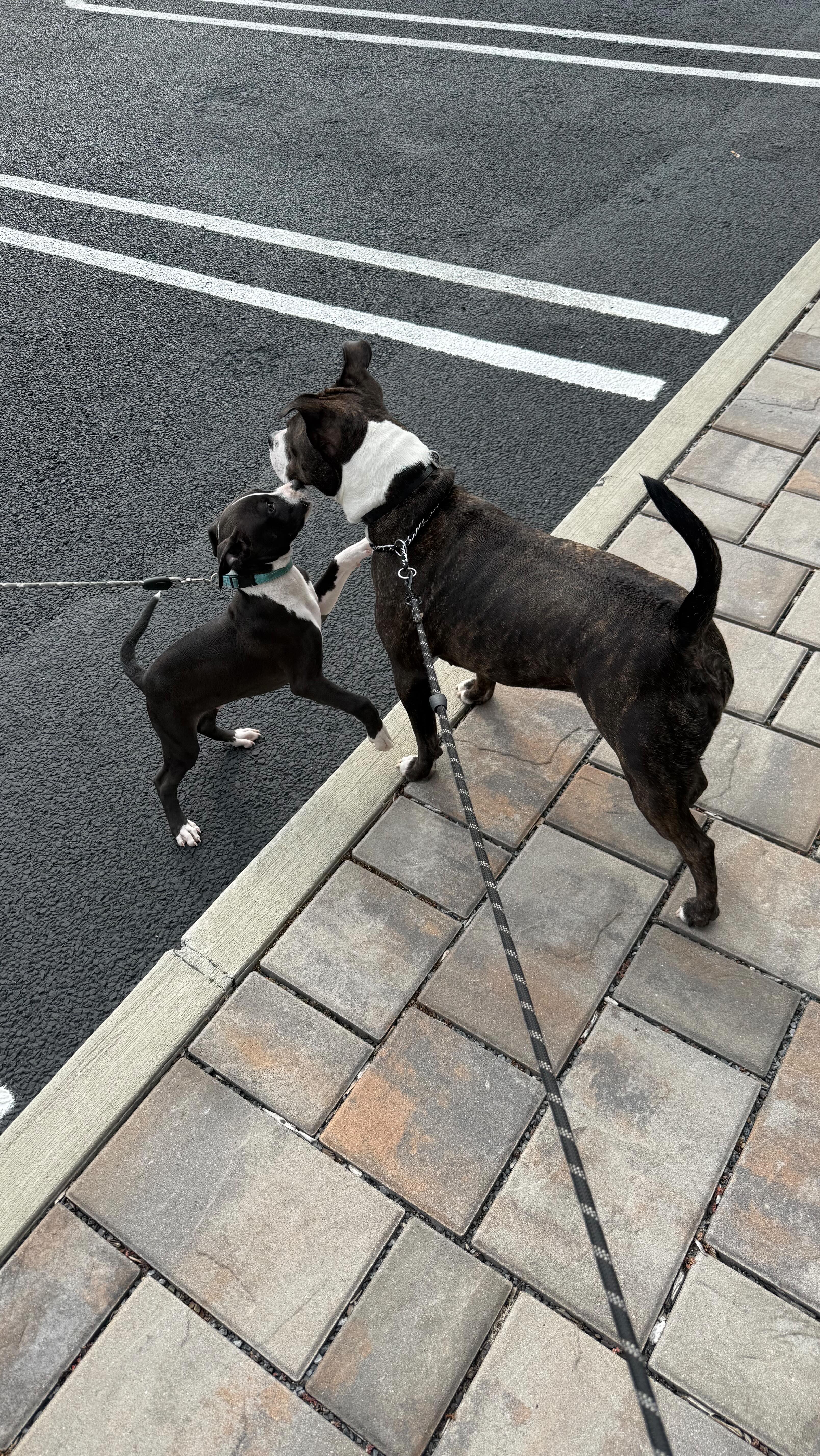 Instagram post by @erikaholguinn for Sundays for Dogs. Caption reads: The magic behind stars transformation ❤️....