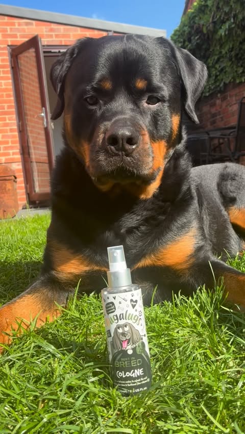 Instagram post by @_bear_the_rottie for Bugalugs Pet Care. Caption reads: [...] the Best In Breed dog cologne from....