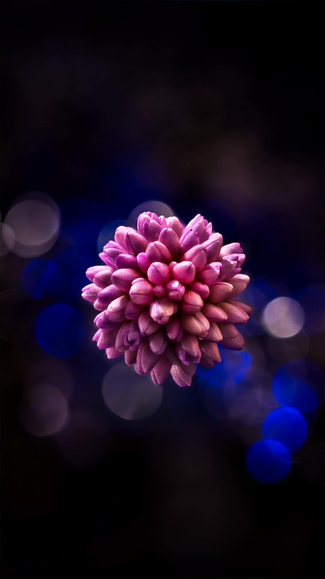 TikTok post by @danielaucoinfineart for amaran. Caption reads: [...] a Tiny Flower in Full Daylight Two....