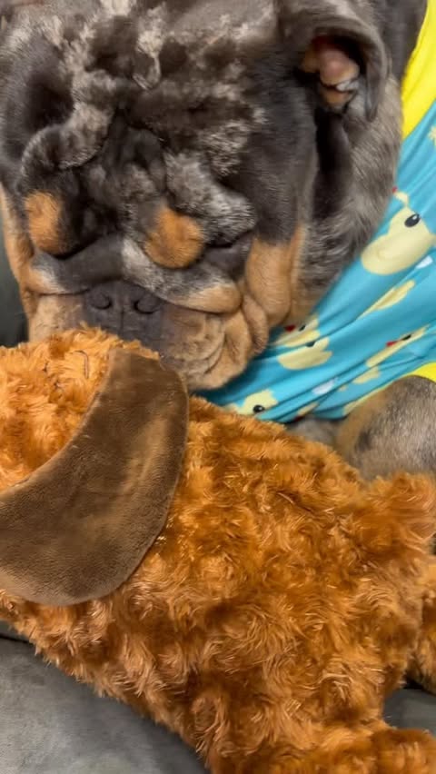 Instagram post by @buddy_exotic_bulldog for Snoozer Pet Products. Caption reads: Enjoying my new @snoozerpets bed with my....