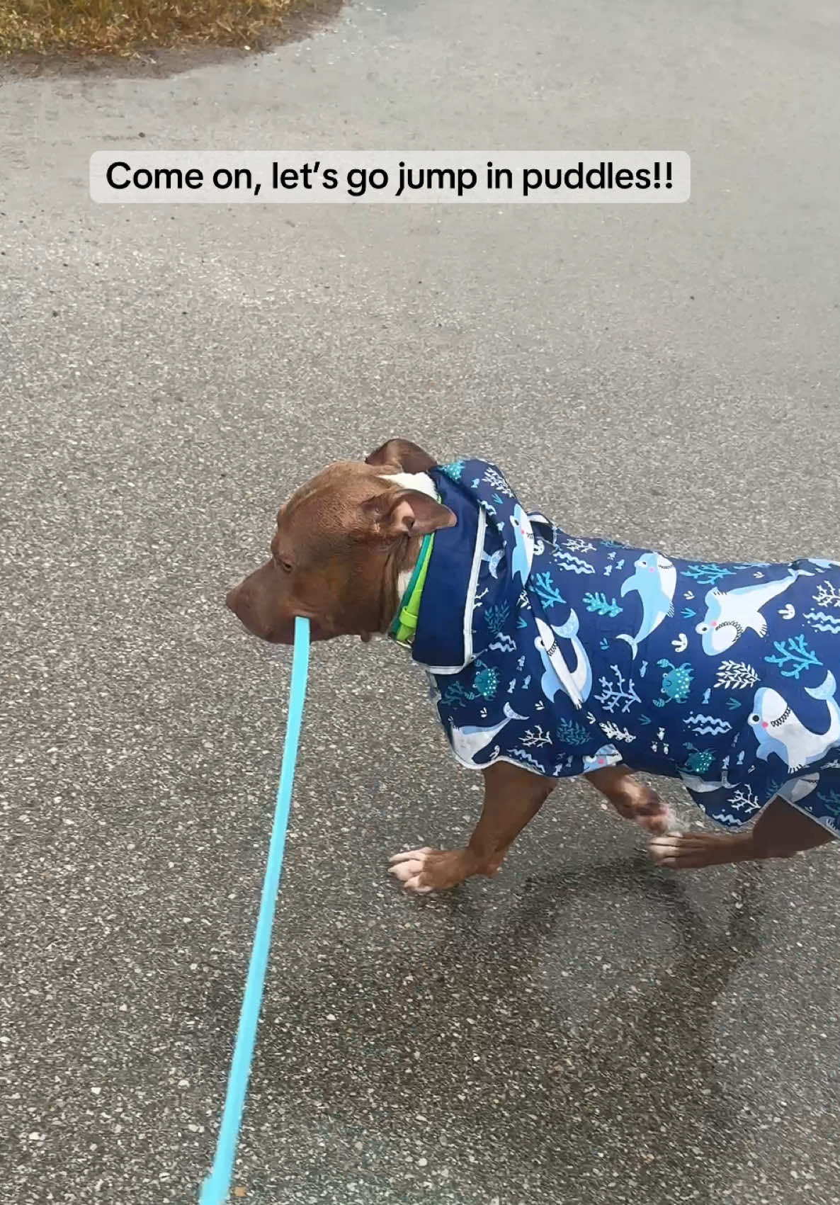 TikTok post by @bigheaded_bruce for ShopHDE. Caption reads: [...] rainy days and jumping in puddles! @ShopHDE....