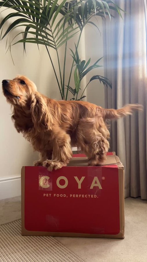 Instagram post by @lets.go.romeo for COYA Pet. Caption reads: [...] for 25% off your order at @coyapet and treat....