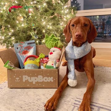 Instagram post by @willavizsla for PupBox. Caption reads: @pupbox - the gift that keeps on giving all year....