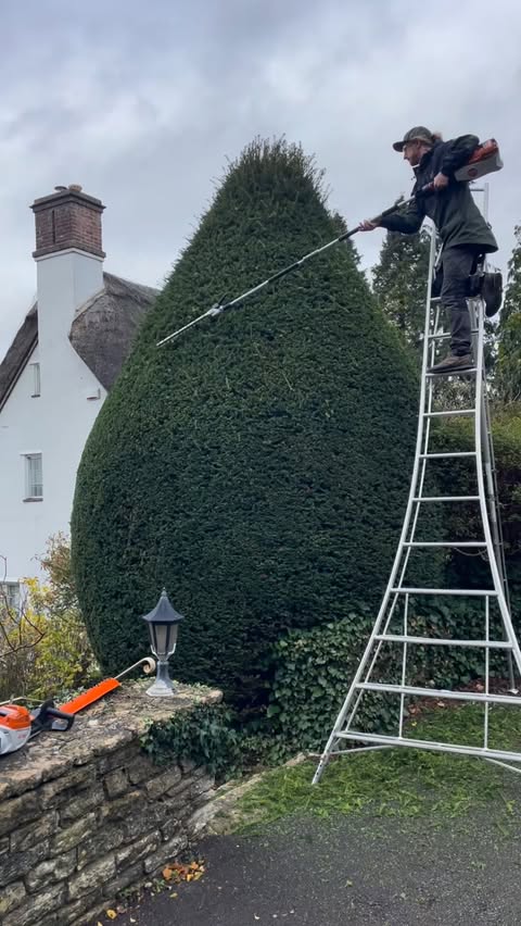 Instagram post by @gttrees_ for STIHL. Caption reads: [...] to be weaker than previous. My legendary....
