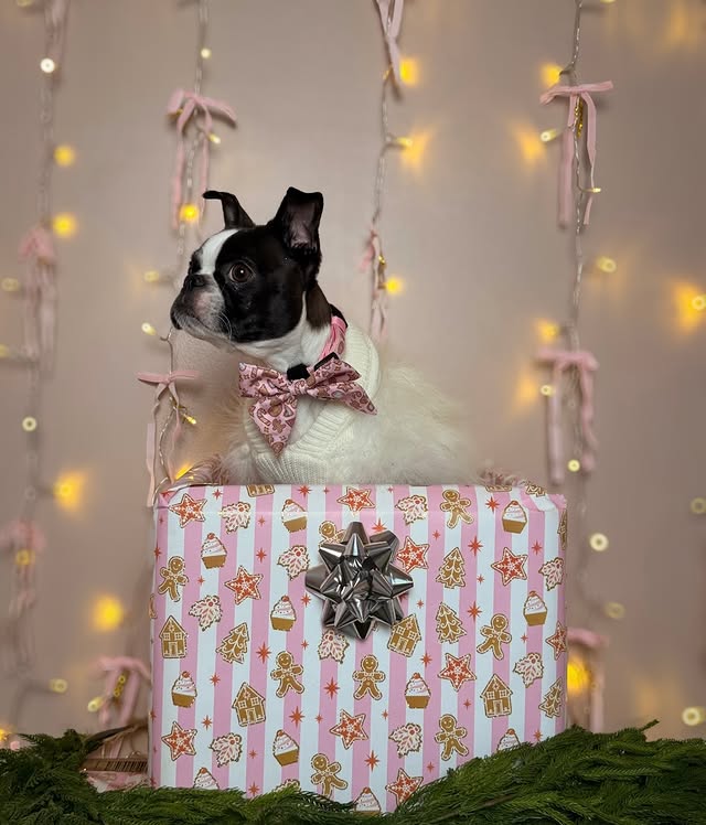 Instagram post by @thechunky_and_themonkey for Sassy Woof. Caption reads: [...] Goodness“ Bow tie & collar (size S):....