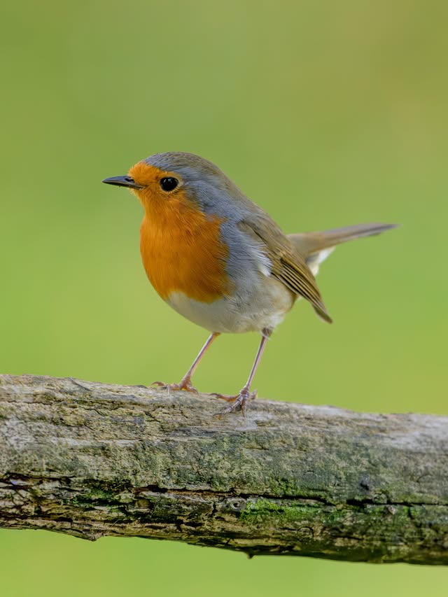 Instagram post by @miwographie for Nikon DACH. Caption reads: [...] animals and birds❗️ ➡️ Camera: Nikon....