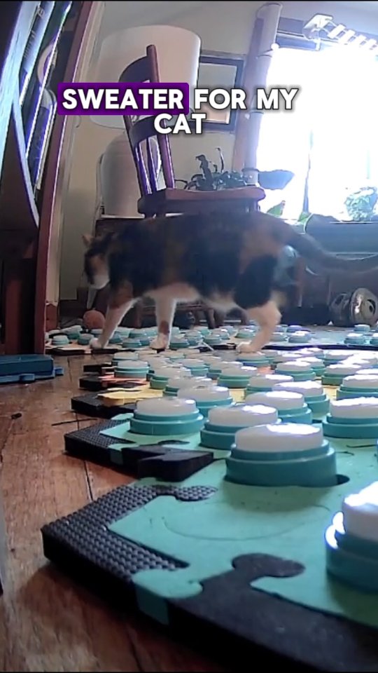 Instagram post by @elsiewants for FluentPet. Caption reads: This is one of those places where if I just went....