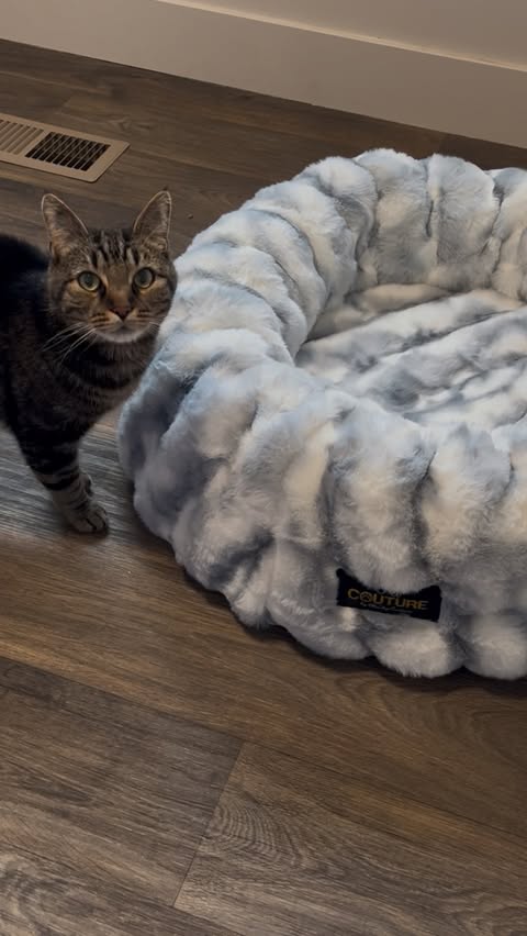 Instagram post by @rocket_the_cat_official for Soft Minky Blanket. Caption reads: Up until a few weeks ago I didn’t even know....