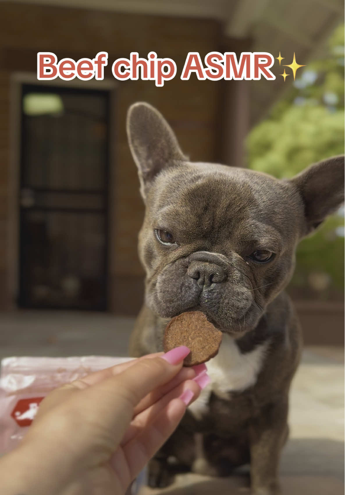 TikTok post by @thesnortsquad for Farm to Pet. Caption reads: @Farm to Pet is our FAVORITE!  Use code SNORTSQUAD....