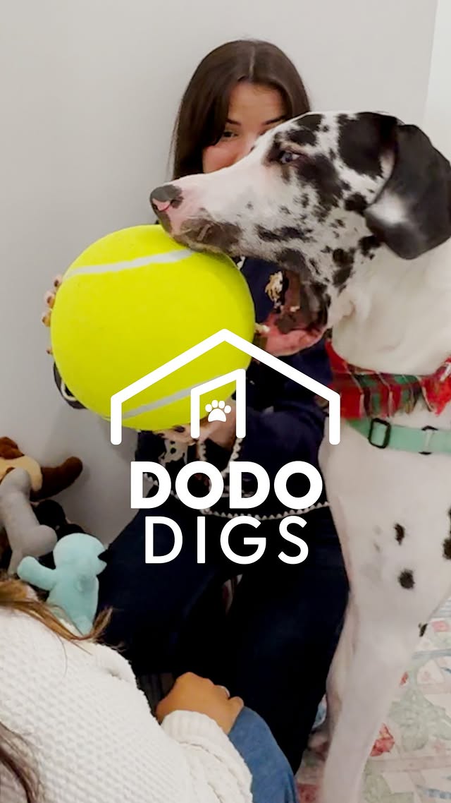 Instagram post by @themeldemi for The Dodo. Caption reads: He digs for that giant tennis ball every single....
