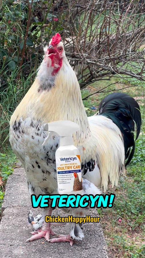Instagram post by @chickenhappyhour for Vetericyn. Caption reads: What you gonna use?! ✨VETERICYN! ✨🐔🎉

To....