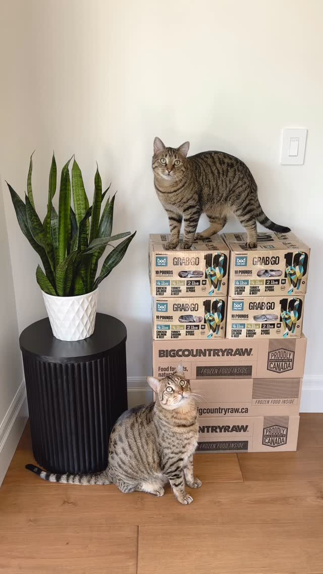 Instagram post by @dexterboycat for Big Country Raw. Caption reads: Let’s unbox a huge haul of 100 lbs of raw cat....