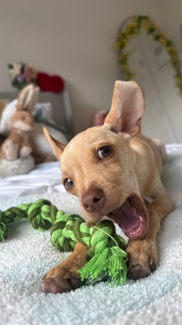 Instagram post by @gianina for Embark. Caption reads: [...] for this goofy guy??🐾🤭 i know mine!!!....