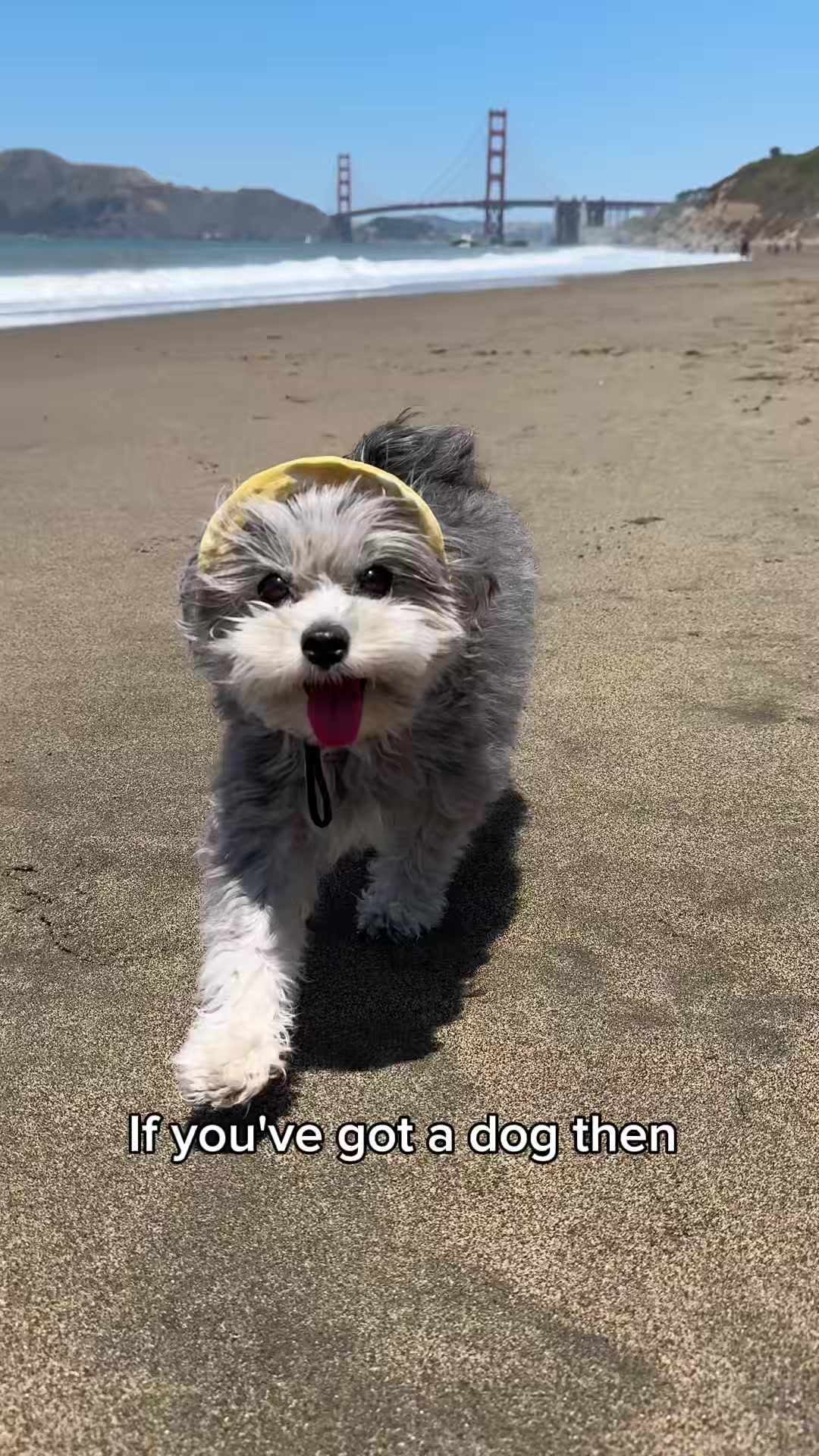 TikTok post by @minihersheybar.k for Petcube. Caption reads: A must have for dog parents this summer!....