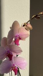 Instagram post by @shelby.wuest for Rosy Soil. Caption reads: [...] plants a little refresh I love using....