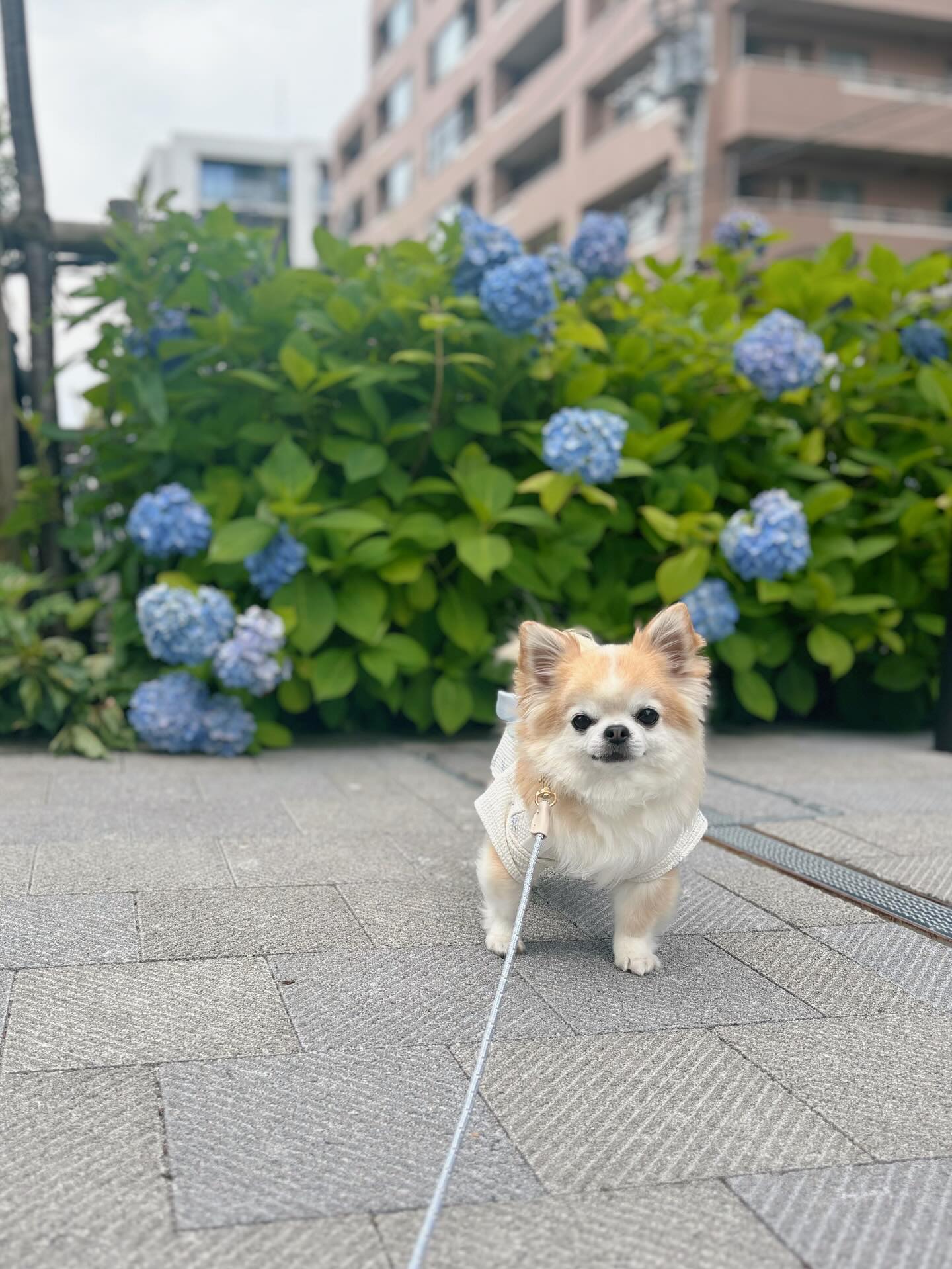 Instagram post by @lotastagram for Mon Cheri. Caption reads: .
浴衣が似合っててかわいいんだけど、
今回はリードです🤣🩵

白くて細くて良い！！
って何回も....